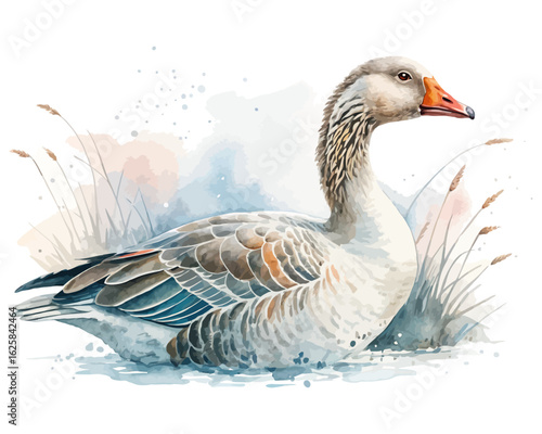 watercolor goose vector illustration isolated on white background