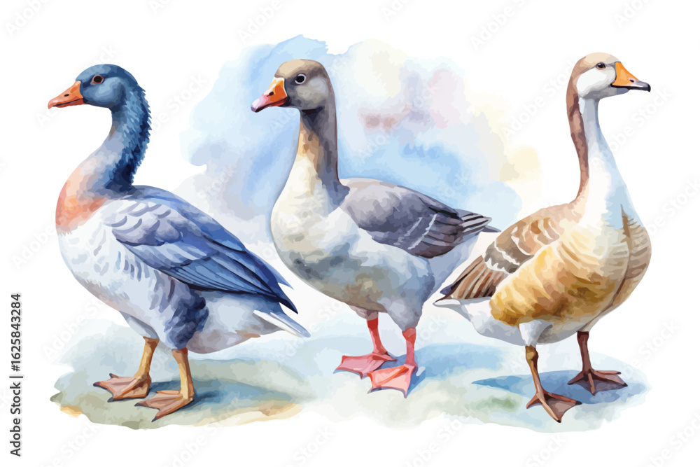 Obraz premium set of watercolor goose vector illustration isolated on white background