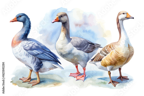 set of watercolor goose vector illustration isolated on white background