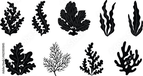Seaweed silhouette collection, black marine algae illustrations, ocean flora design, underwater botanical vector, minimalist sea plant set, nature inspired artwork