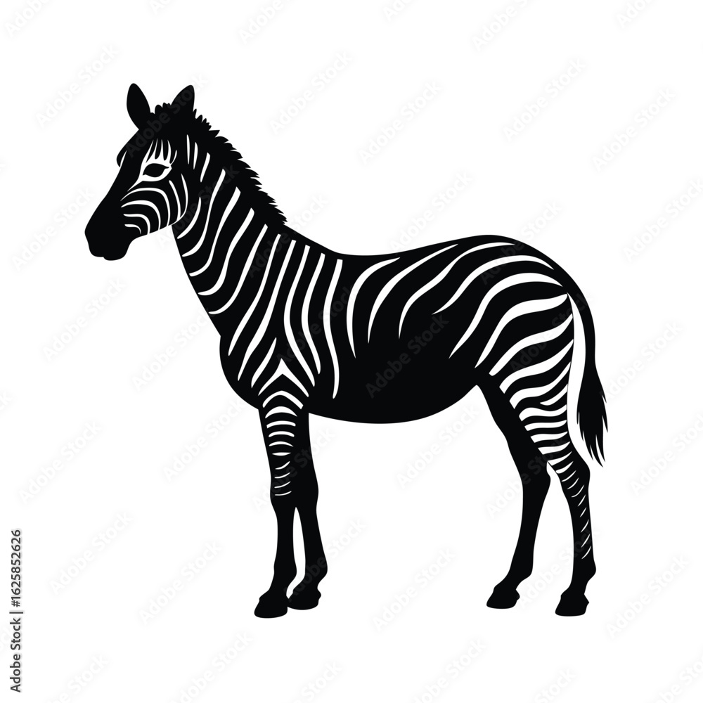 Fototapeta premium zebra isolated on white background