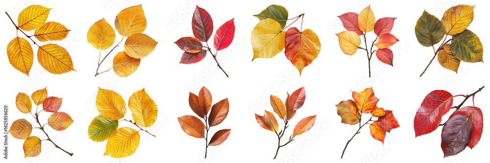 Fototapeta premium Vibrant Collection of Autumn Leaves Showcasing Rich Textures and Vivid Colors in a Natural Arrangement. Large Multiple Plant and Nature Collection Set Isolated on Transparent Background