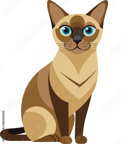 Burmese cat
