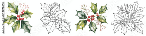 Watercolor and Line Art Holly Berry Sprigs Christmas Design Elements Isolated on White