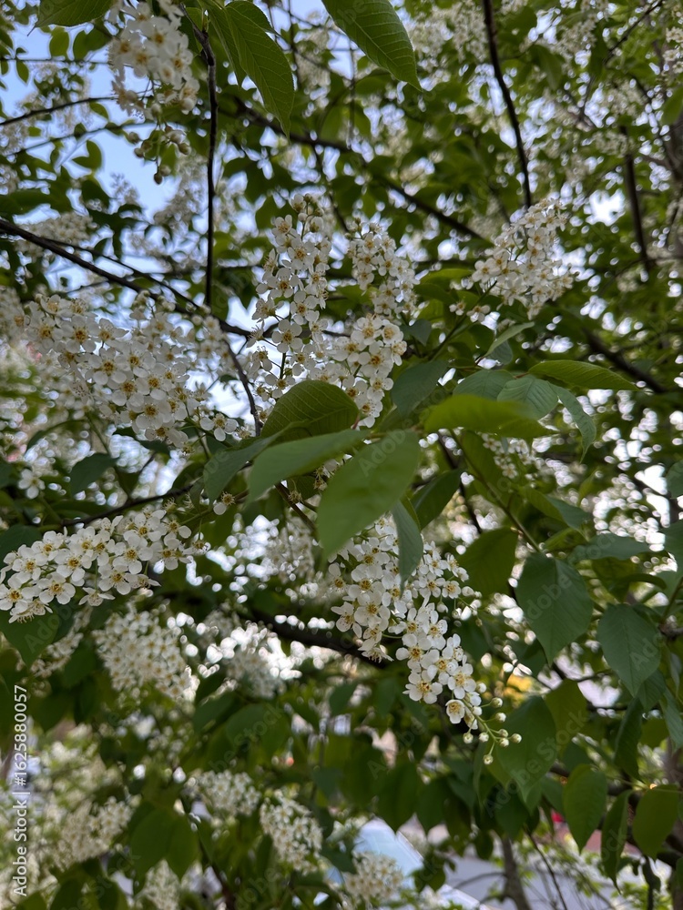 Fototapeta premium tree in bloom