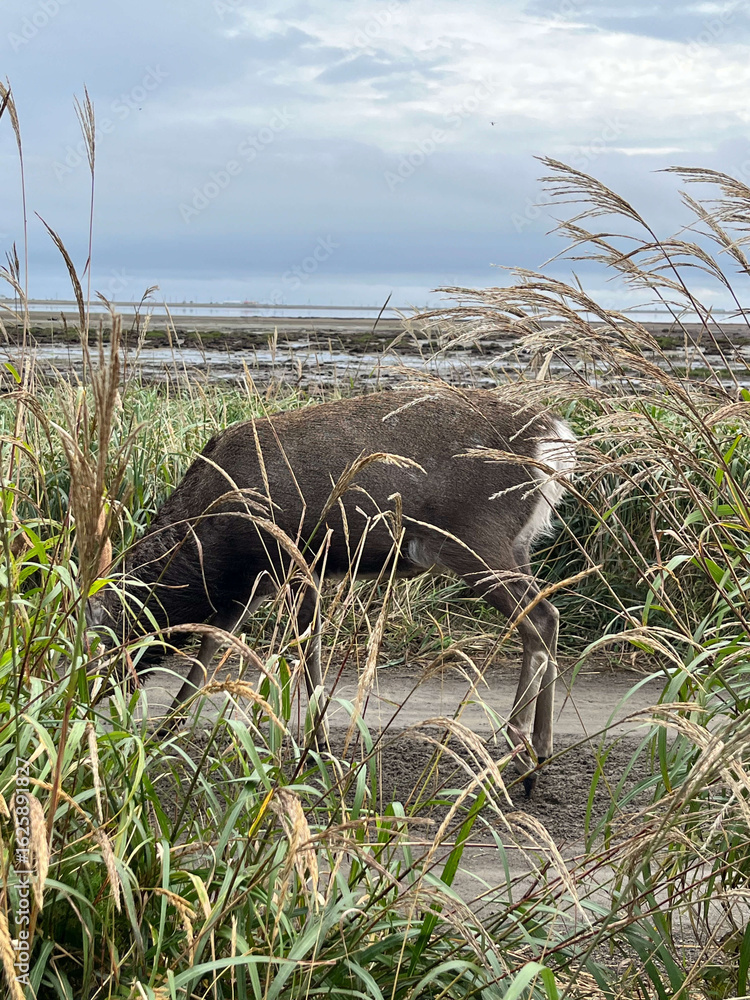 Fototapeta premium 草原と海岸と鹿