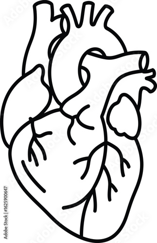 Simple line drawing of a human heart anatomical illustration isolated on transparent background