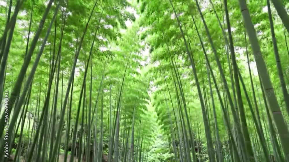 A lush, upward view through a dense bamboo forest canopy, showcasing vibrant green stalks. A lush, upward view through a dense bamboo forest canopy, showcasing vibrant green stalks.
