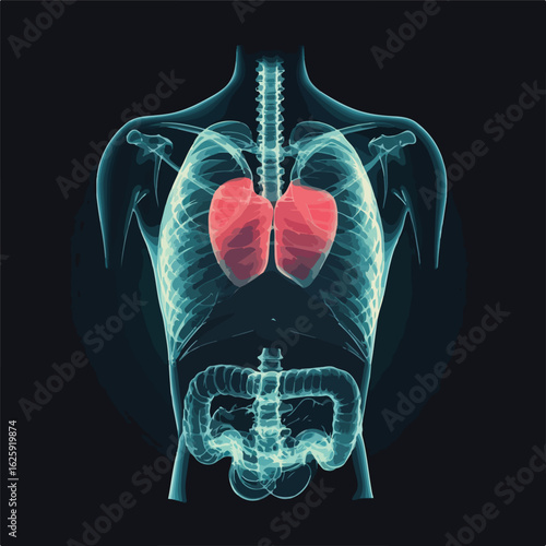 Human Body X-Ray Background Space