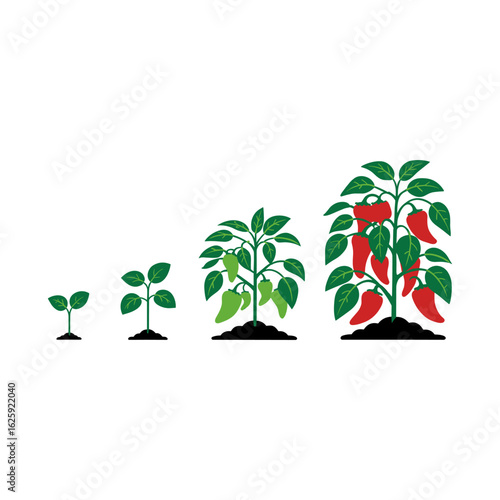 Принти на полотні Chili Plant Growth Stages: An illustration of a chili plant showcasing its growth stages, from a young sprout to a mature plant brimming with ripe peppers