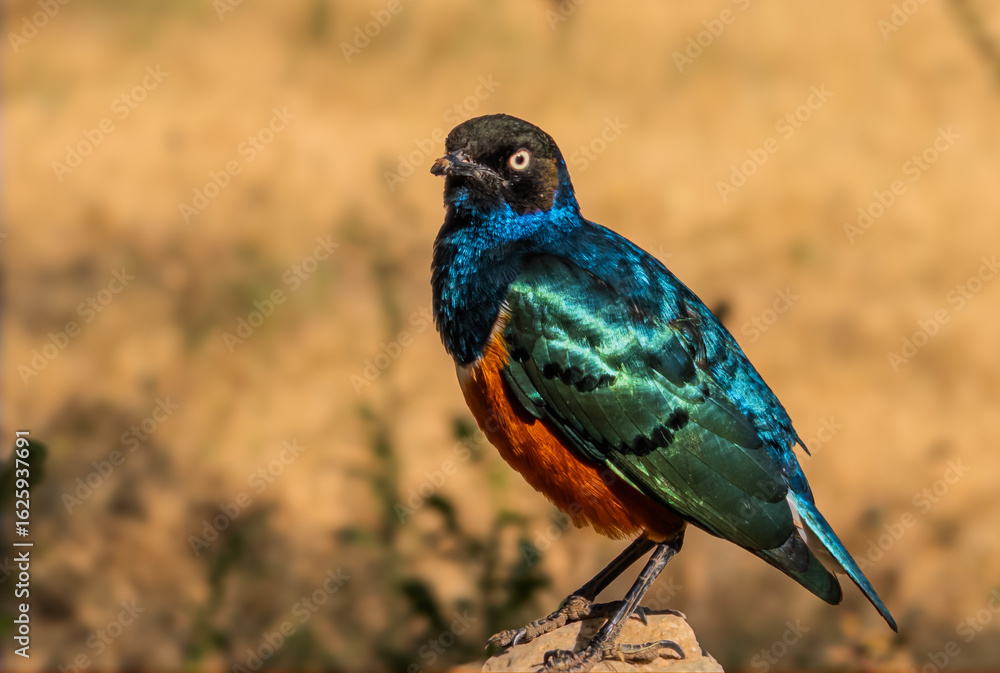 Obraz premium Superb starling perching on rock in tarangire national park