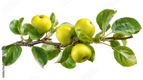 Wallpaper Mural Apple tree branch with green leaves and bright apples background top view isolated on a Transparent background, PNG file. Torontodigital.ca