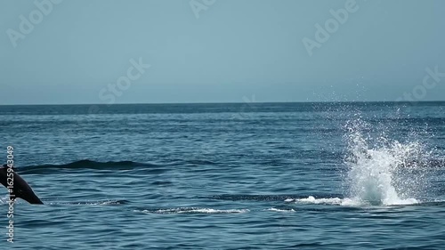 jumping dolphins in baja california