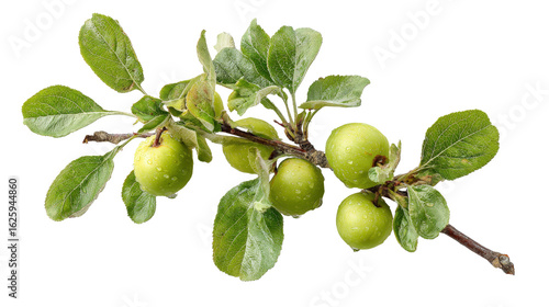 Wallpaper Mural Apple tree twig with fresh green leaves and apples top view isolated on a Transparent background, PNG file. Torontodigital.ca