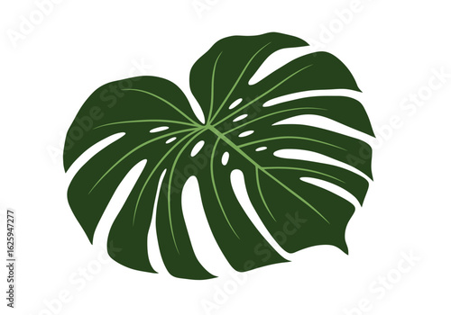 A vibrant green Monstera leaf with characteristic fenestrations and intricate vein patterns, presented against a clean white background.