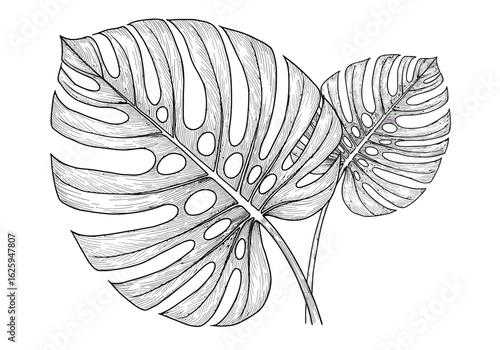 Detailed line drawing of two Monstera deliciosa leaves, showcasing their distinctive fenestrations and veins.