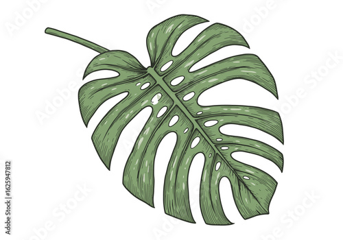 A detailed botanical illustration of a single green Monstera leaf with fenestrations, drawn in a vintage, engraved style.