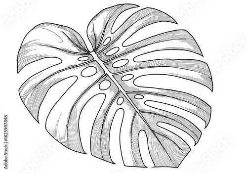 A detailed black and white sketch of a single tropical Monstera deliciosa leaf, isolated on a white background.