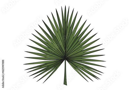 A single green fan palm frond illustration with radiating leaves, isolated on a white background.