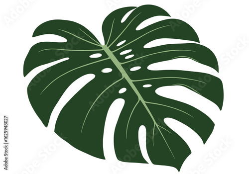 A vector illustration of a single, stylized, dark green Monstera leaf with prominent veins and characteristic splits against a white background.