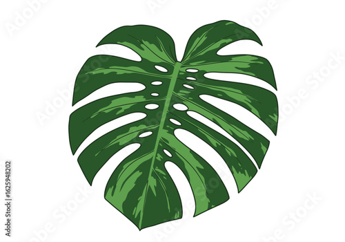 A vibrant green tropical Monstera leaf with characteristic splits and holes, isolated on a white background.