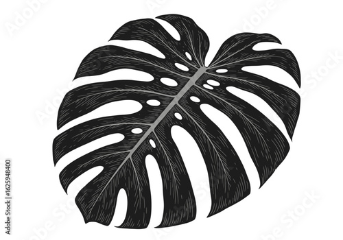 A detailed black and white illustration of a single tropical Monstera leaf, isolated on a plain white background.