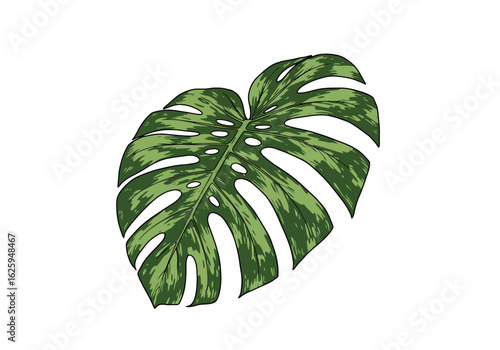 Vibrant green variegated Monstera leaf botanical illustration on white background.