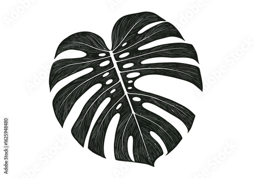 A dark, illustrative Monstera deliciosa leaf showcasing its iconic splits and holes on a clean white background.