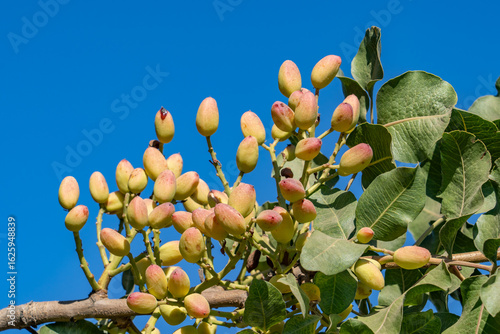 Bilde på lerret The pistachio  is a small to medium-sized tree of the cashew family, originating in Iran
