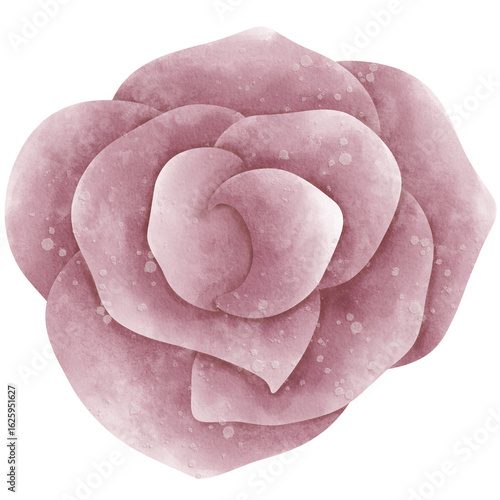 Bloom pink rose