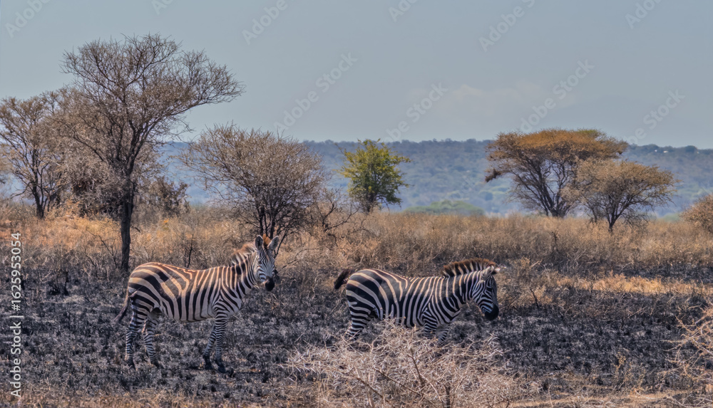 Obraz premium Zebras walking in the dry savannah of tanzania national park during safari trip