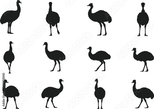 Emu bird silhouettes collection, flightless bird poses, wildlife animal vector icons set, isolated black shapes, flat vector illustration