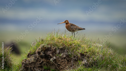 seitliche Nahaufnahme einer Uferschnepfe (limosa limosa) die in Island auf einem grasbewachsenem Hügel sitzt,