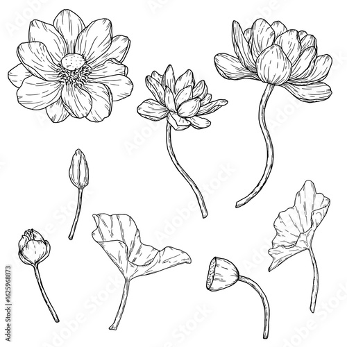 A lotus flower and raisin buds, a set of floral silhouettes, a black and white sketch. Water lilies and leaves, isolated on a white background. For postcards, invitations and packaging printing