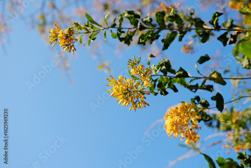 Fotografie Blooming vibrant orange cestrum or yellow shrub jessamine flowers branch with blue sky in natural sunlight in bright day