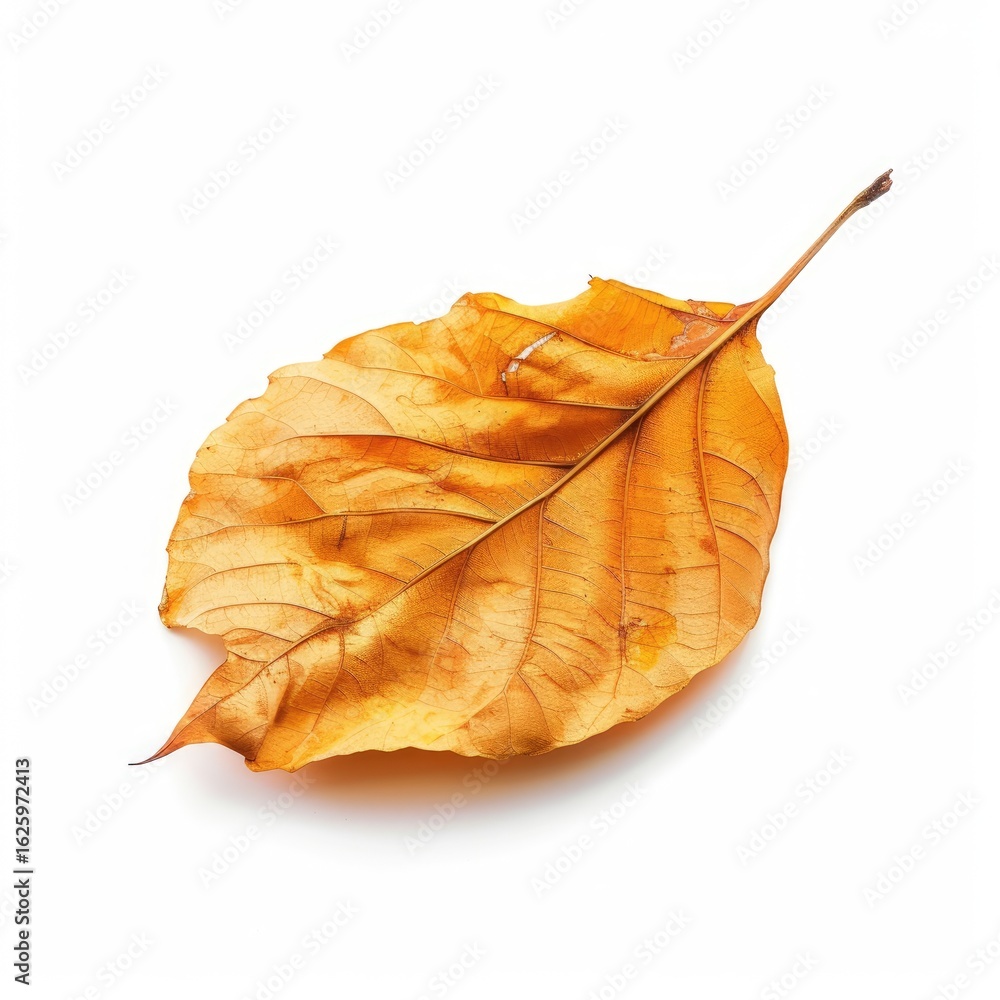 Fototapeta premium Single dried autumn leaf, pale orange-yellow hue, isolated on white background