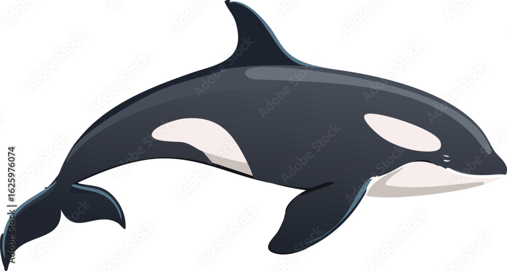 Fototapeta premium A cartoon illustration of a killer whale swimming gracefully against a white background.