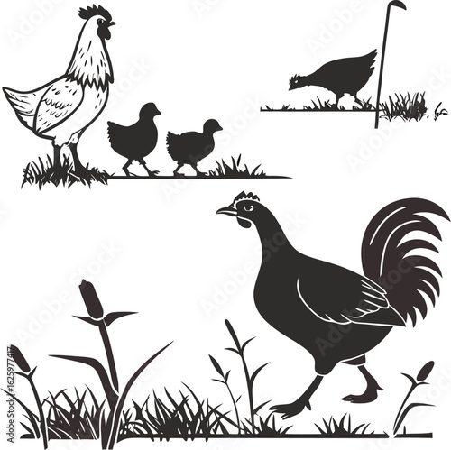 Silhouette Chickens Roaming Freely in Nature's Embrace A Heartwarming Rural Scene of a Rooster Hen and Chicks