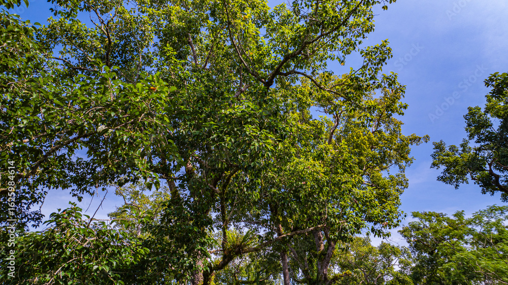 Fototapeta premium large and tall teak forest bathed in sunlight, with tall, slender trees reaching toward the sky. The soft rays of light filtering through the branches create a serene and enchanting woodland