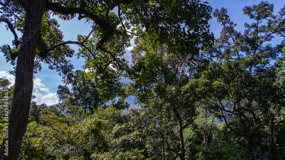 Fototapeta premium large and tall teak forest bathed in sunlight, with tall, slender trees reaching toward the sky. The soft rays of light filtering through the branches create a serene and enchanting woodland