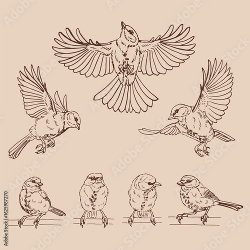 Set of titmouse. Flying bird. Hand drawn vector illustration.
