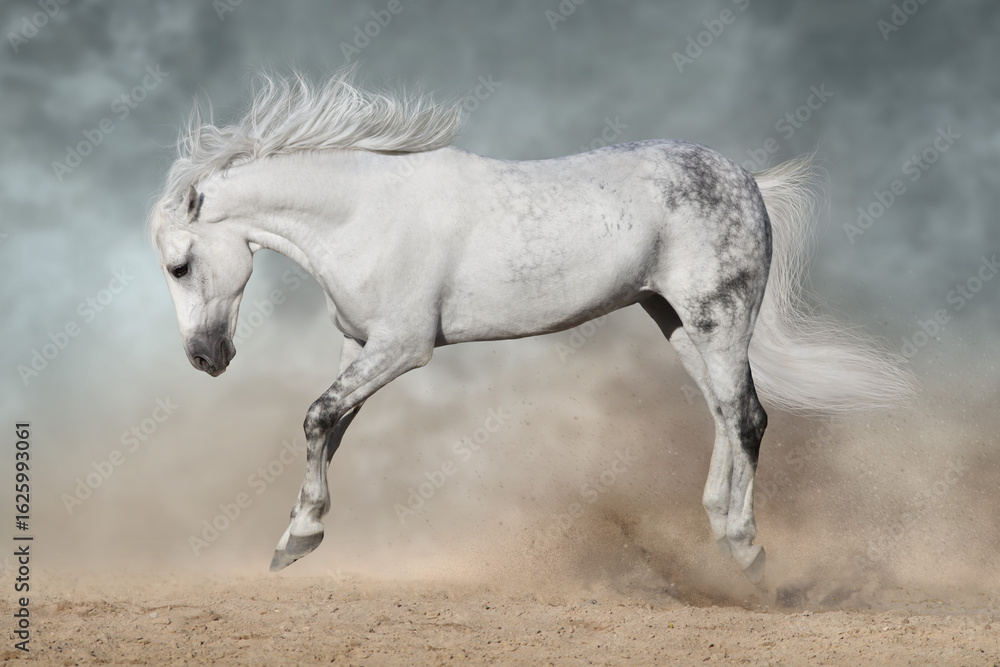 Obraz premium White andalusian stallion with long mane