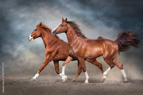 Two Red stallion run
