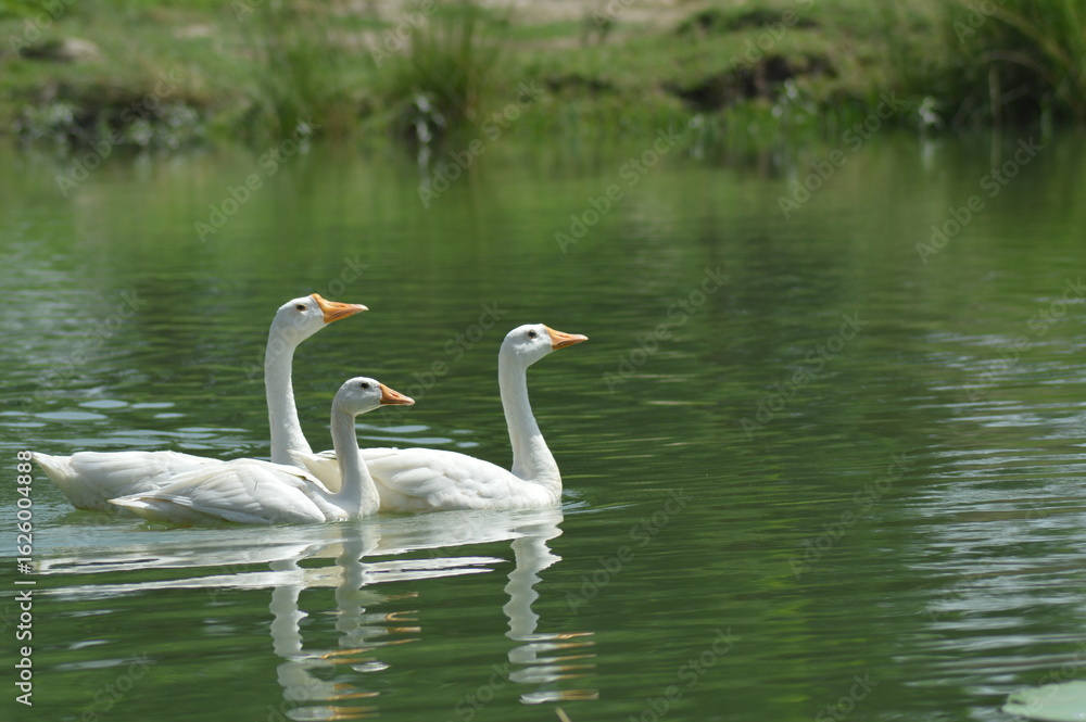 three ducks in water swimming on white background