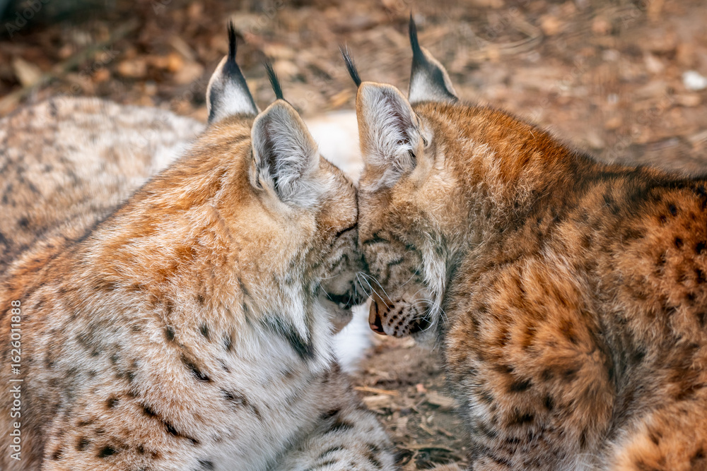 Obraz premium A medium-sized feline native to Eurasia. It belongs to the subfamily of small cats and the four-species genus of lynx. It is the largest feline in Europe and is a protected species.