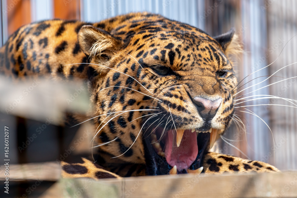 Naklejka premium It is a large cat. Leopards probably evolved in Africa about 3–4 million years ago, from where they spread to Asia and Europe. The leopard is a stocky cat with a large head and a long tail.