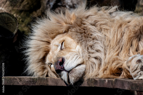 Canvas Print A mammal of the cat family and one of the five species of big cats