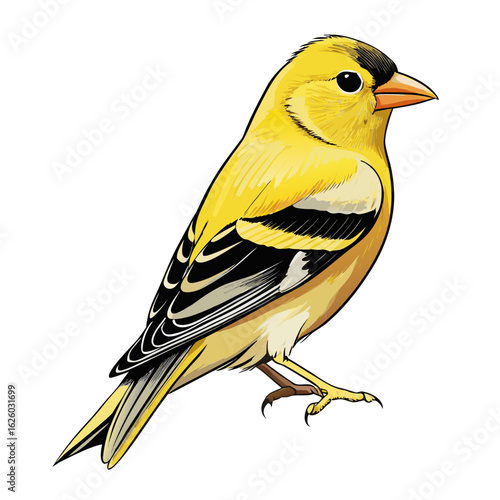 yellow tit on a white background
