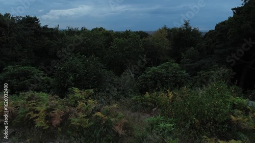 4k slow aerial glide over darkened forest landscape in low sunlight