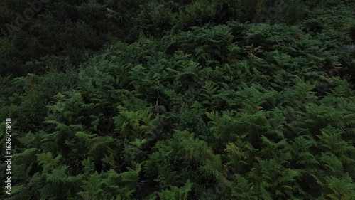Aerial view of low flying over plant greenery